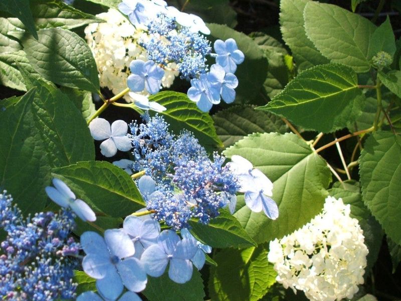 Different Hydrangeas Need Different Timing Different Hydrangeas Need Different Timing