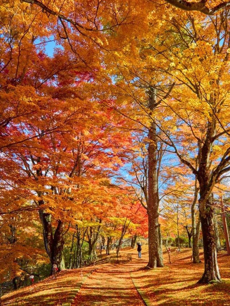Different Maple Species Create Different Fall Colors Different Maple Species Create Different Fall Colors