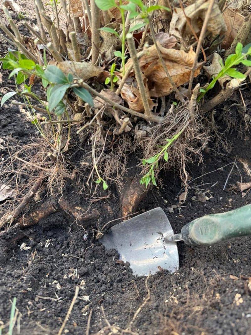 Dig A Wide, Generous Root Ball