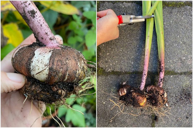 Dig And Store Gladiolus Corms