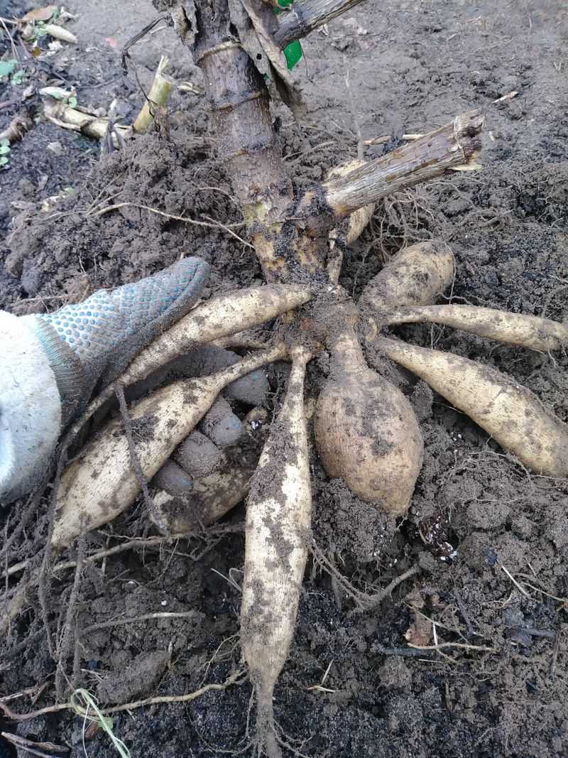 Dig And Store The Tubers After The First Frost
