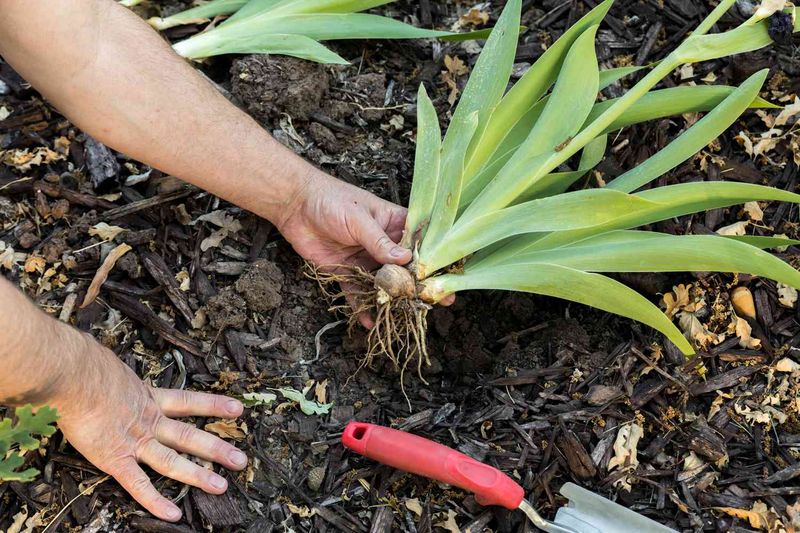Dig Carefully Around The Rhizomes