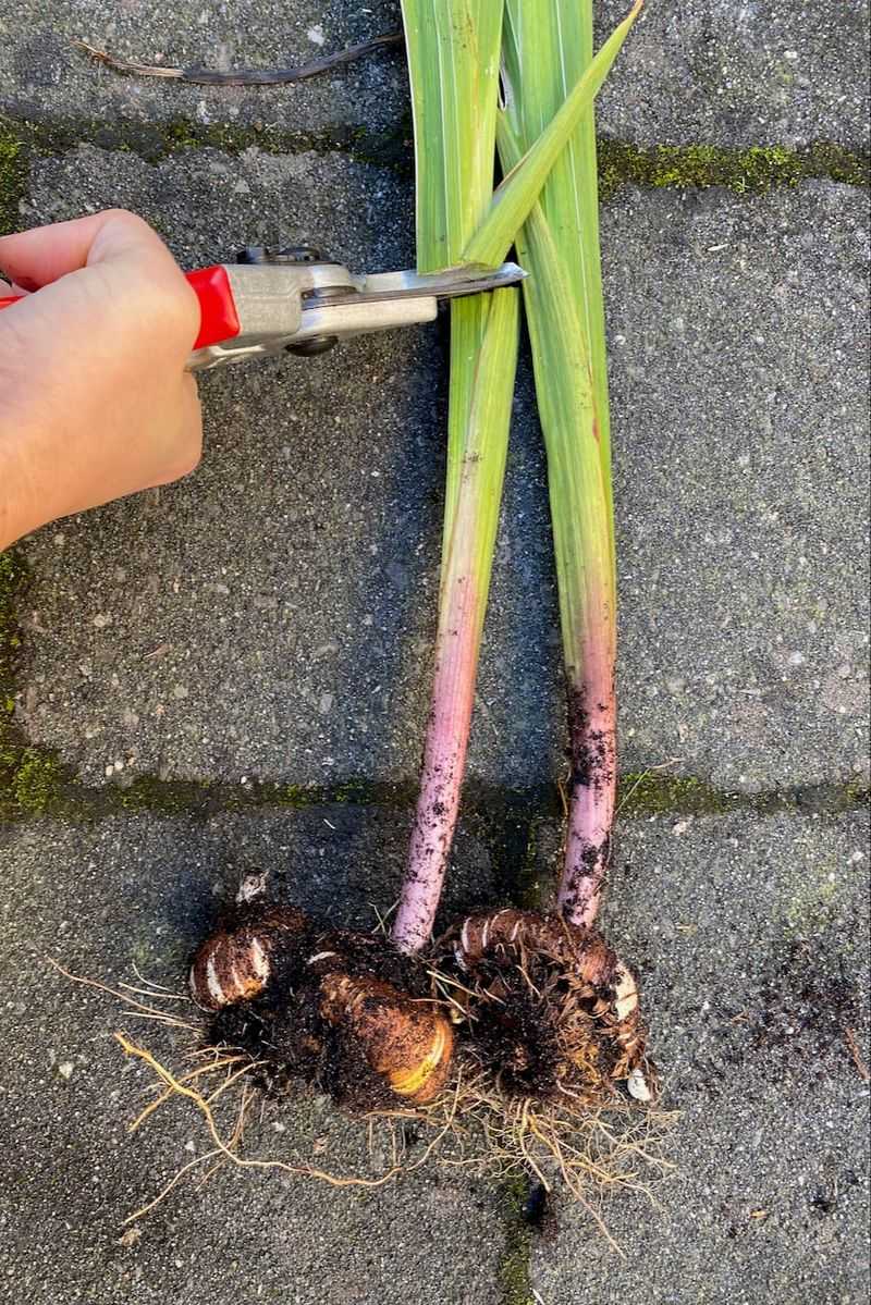 Dig Carefully To Avoid Damaging The Corms