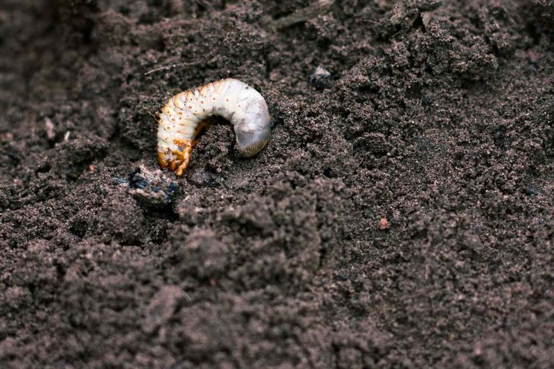 Dig Into Roots When Patches Keep Expanding