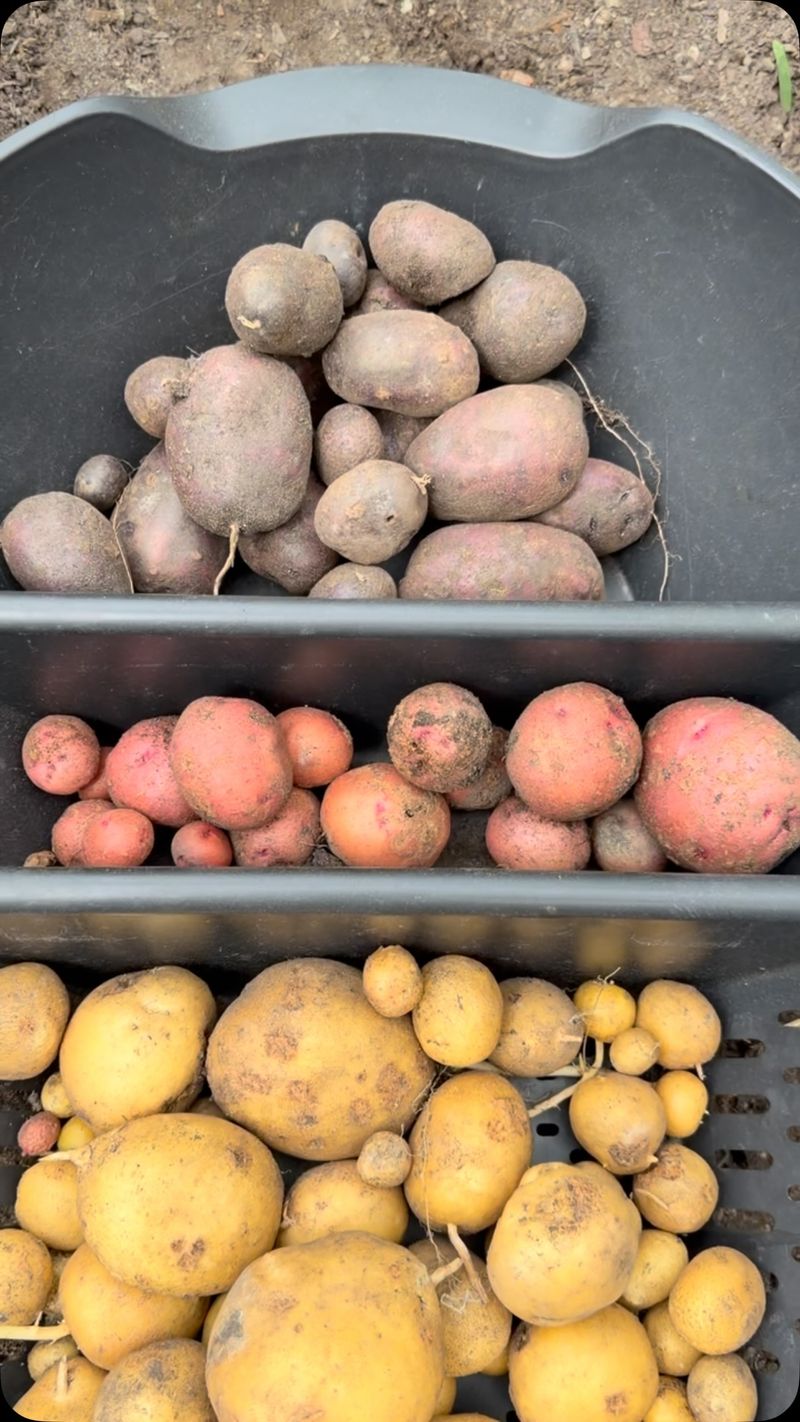 Dig Potatoes Before The Ground Hardens Dig Potatoes Before The Ground Hardens