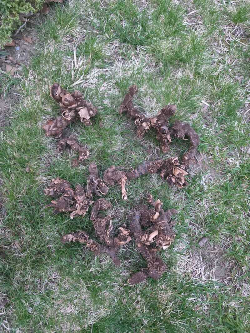 Dig Rhizomes Before The Ground Freezes Dig Rhizomes Before The Ground Freezes