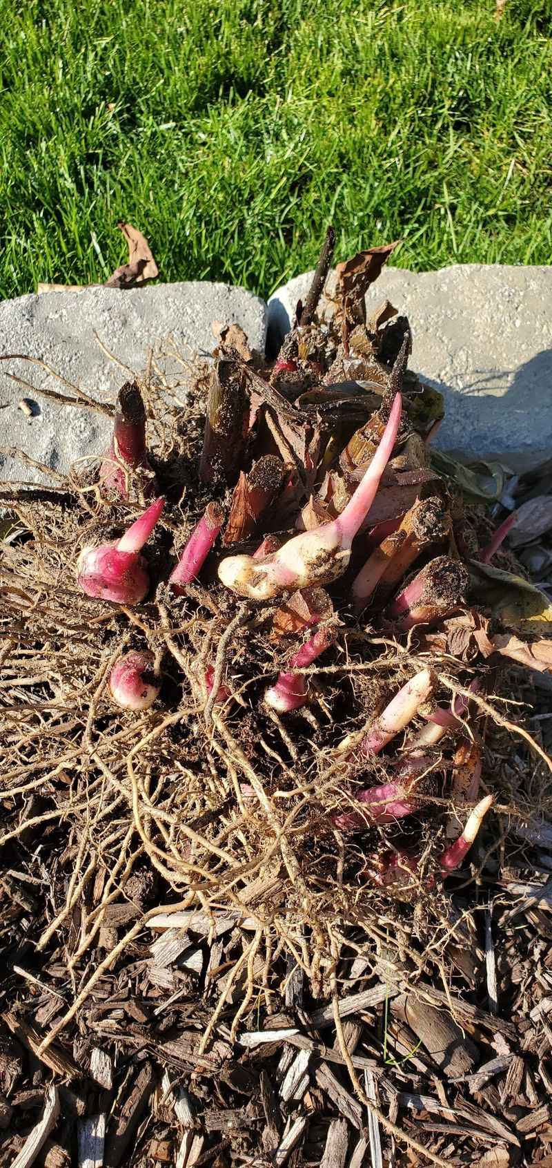 Dig The Rhizomes Without Cutting Into Them Dig The Rhizomes Without Cutting Into Them