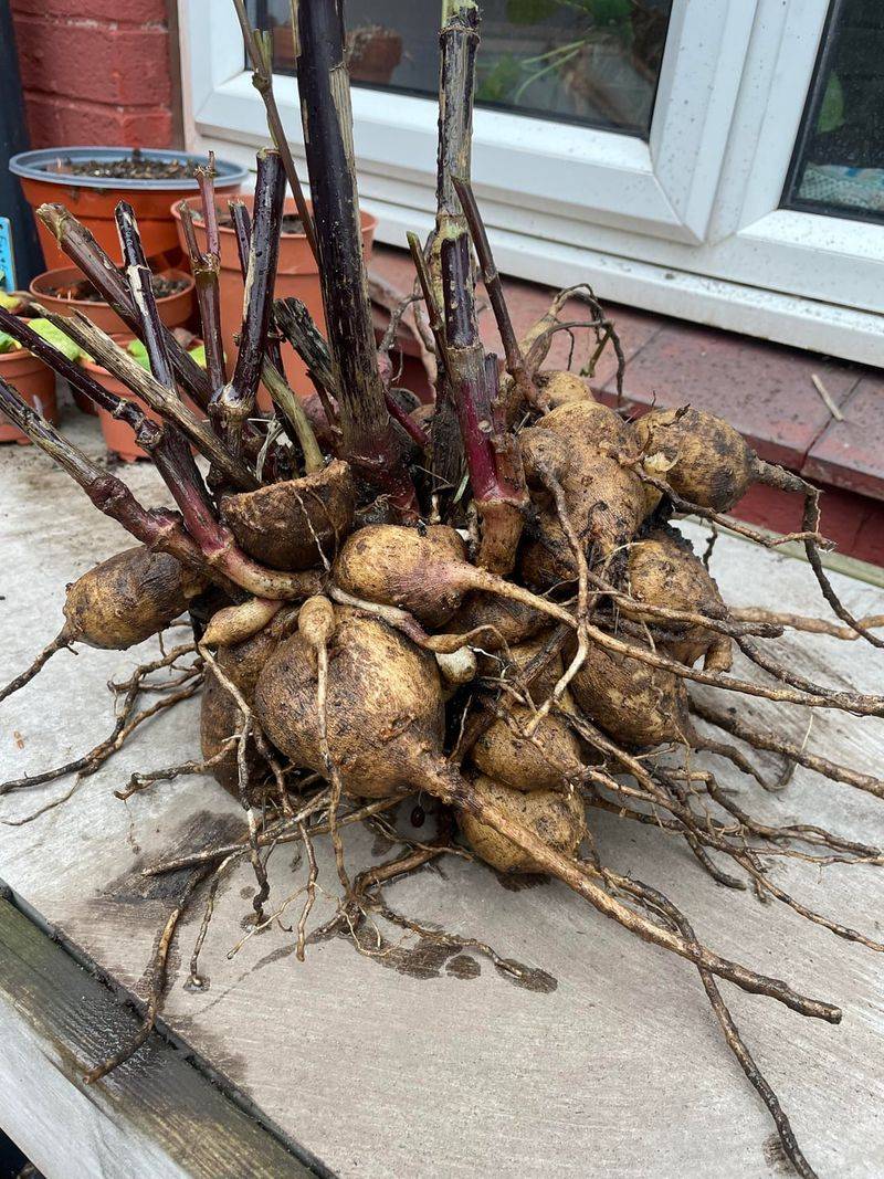 Dig The Tubers With A Gentle Hand