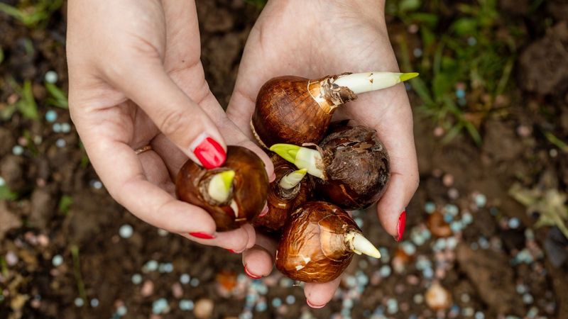 Dig Up And Store Tender Bulbs