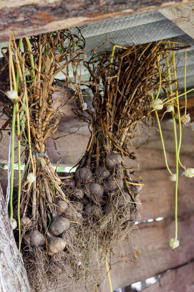 Dig Up The Tender Bulbs And Store Them Dry Dig Up The Tender Bulbs And Store Them Dry