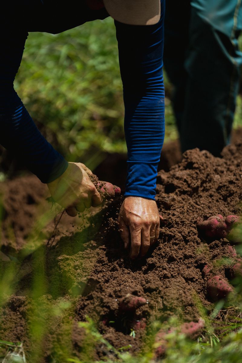 Dig Up The Tubers Before The Soil Cools Dig Up The Tubers Before The Soil Cools