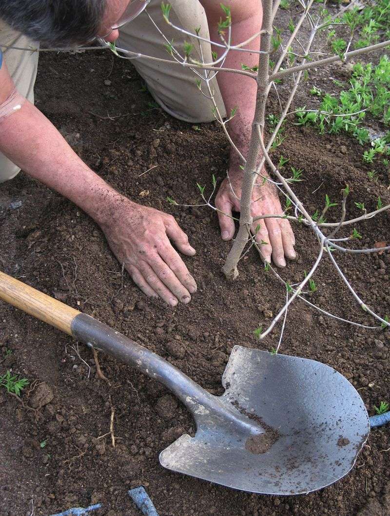 Dig Wide And Shallow Instead Of Deep And Tidy Dig Wide And Shallow Instead Of Deep And Tidy