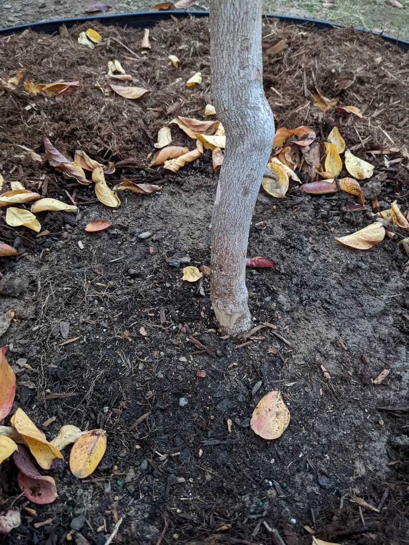 Digging Can Remove A Large Part Of The Root System Digging Can Remove A Large Part Of The Root System