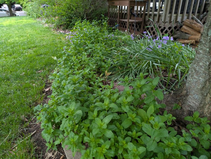 Digging Out Established Mint Takes Years