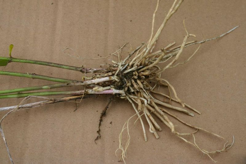 Digging Out the Root Crown Without Straining Your Back