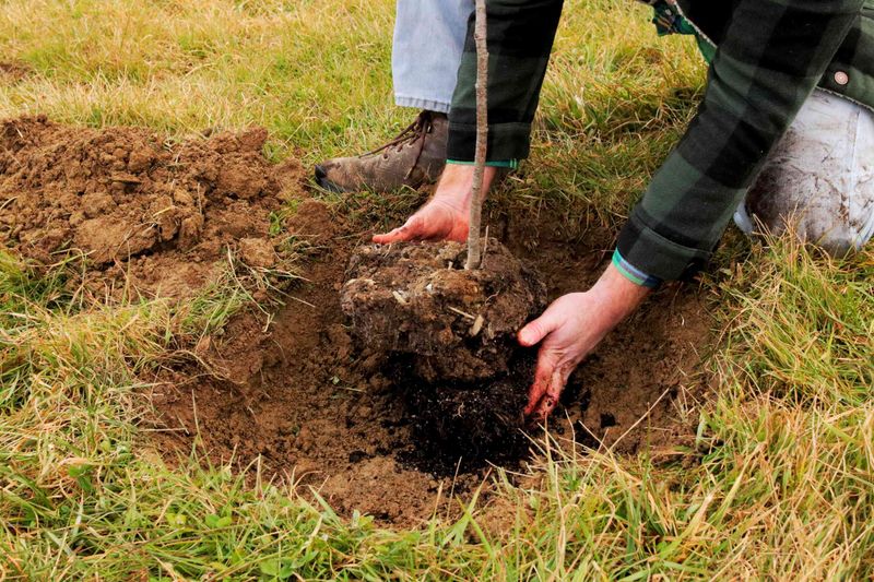 Digging Wide Helps Preserve More Of The Root System