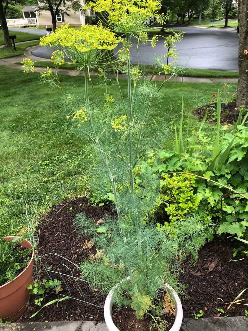 Dill Gets Another Strong Growing Window During The Fall Season