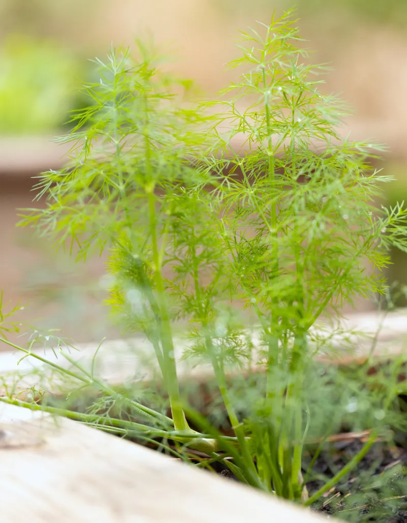 Dill Handles The Shift Into Cooler Days