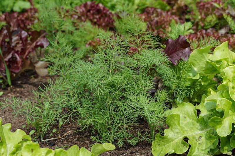 Dill Turns From Helper To Hindrance