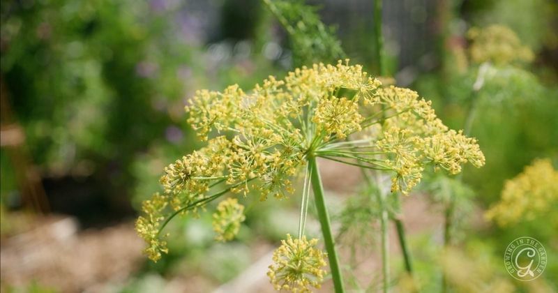 Dill