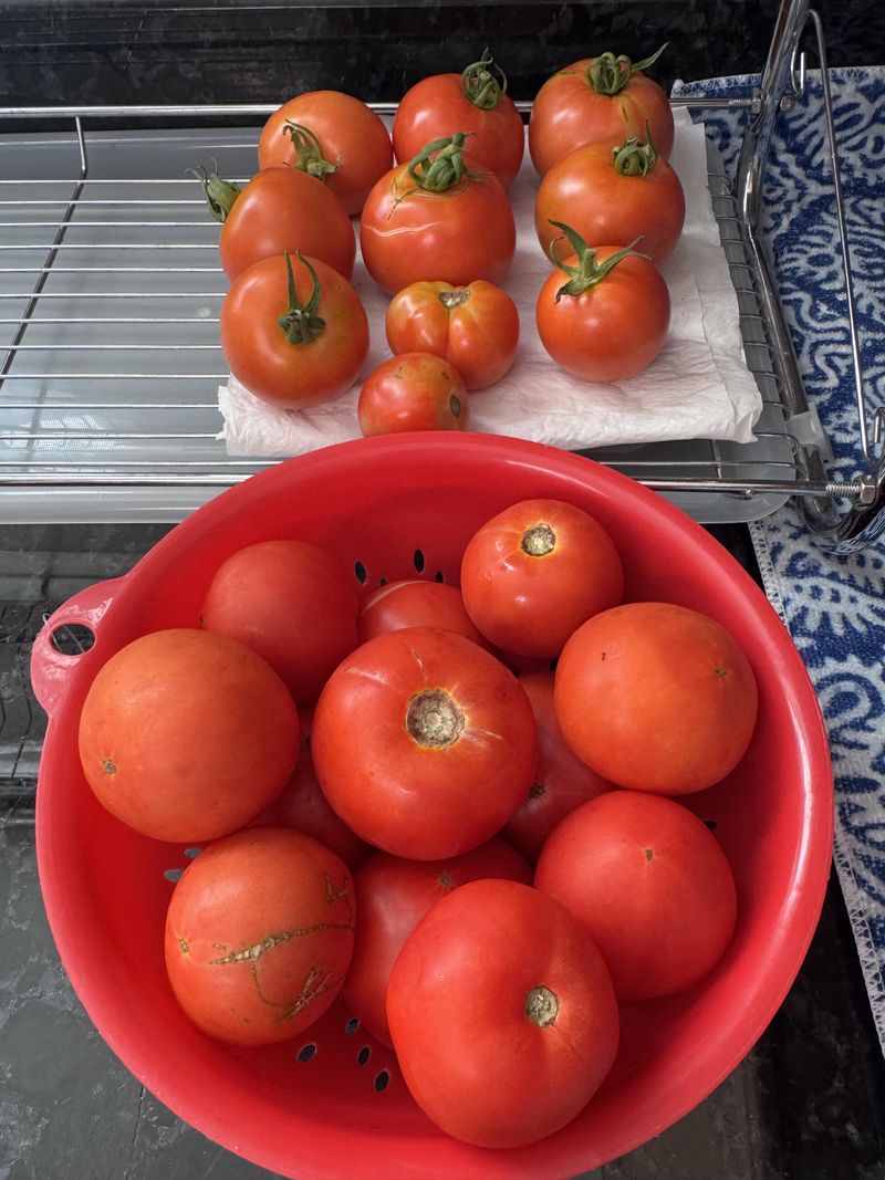 Direct Sun Speeds Up Overripening