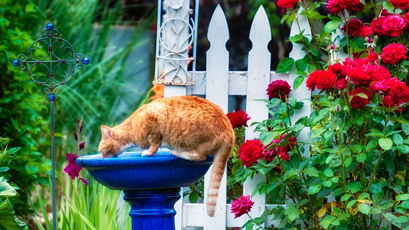 Directly Next To Dense Shrubs Where Cats Can Hide