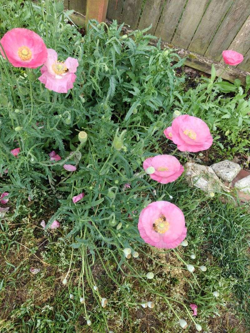 Disease Pressure Rises After Heavy Rain Disease Pressure Rises After Heavy Rain