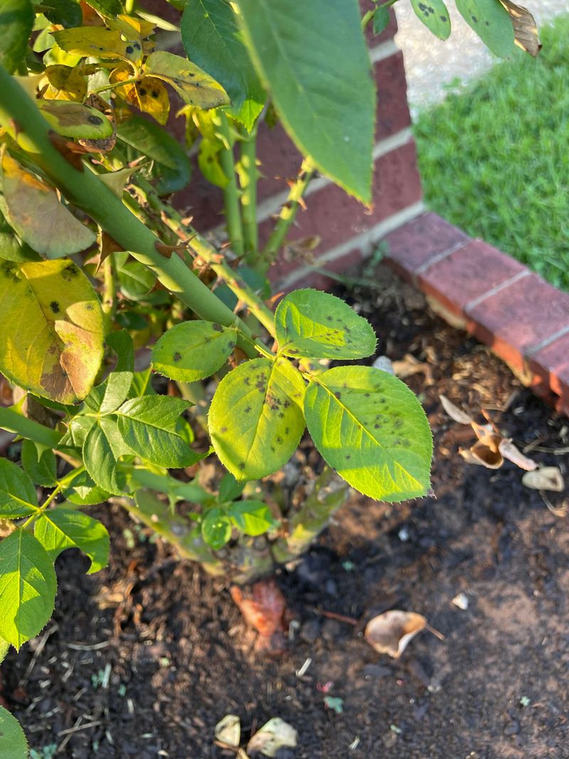 Disease Prone Roses Need Careful Leaf Cleanup Disease Prone Roses Need Careful Leaf Cleanup
