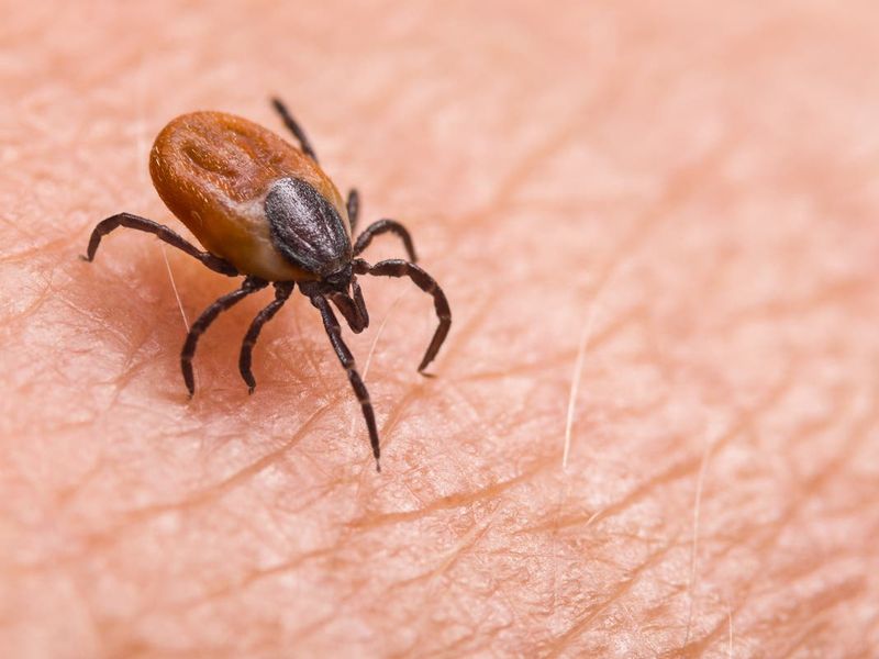 Disease Risk Rises With Adult Activity Disease Risk Rises With Adult Activity