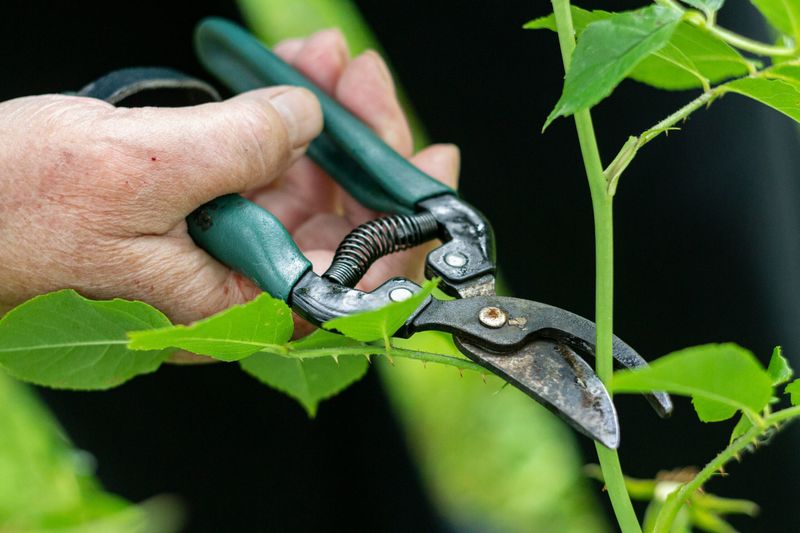 Disease Spreads Fast Through Unclean Cuts