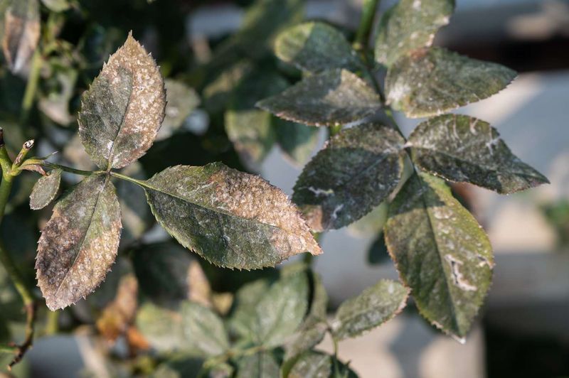 Diseased Foliage Is Different