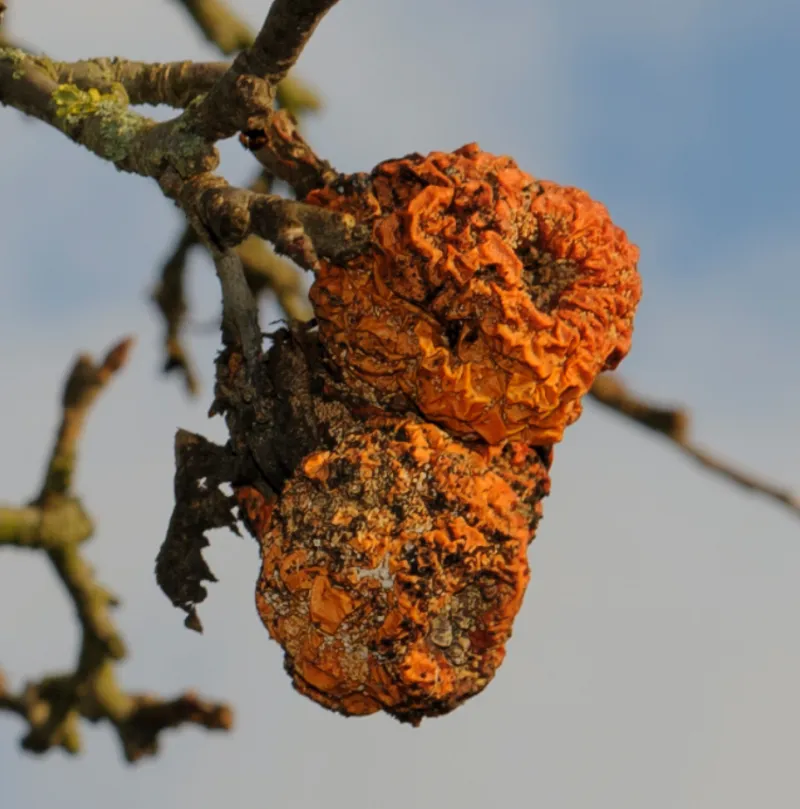Diseased Fruit Belongs In The Trash