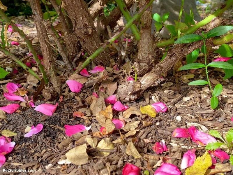 Diseased Leaves Should Come Off The Ground Diseased Leaves Should Come Off The Ground
