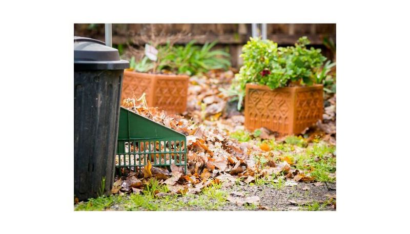 Diseased Perennial Foliage Deserves Early Removal
