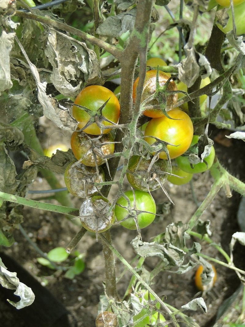 Diseased Plants Belong In The Trash Diseased Plants Belong In The Trash