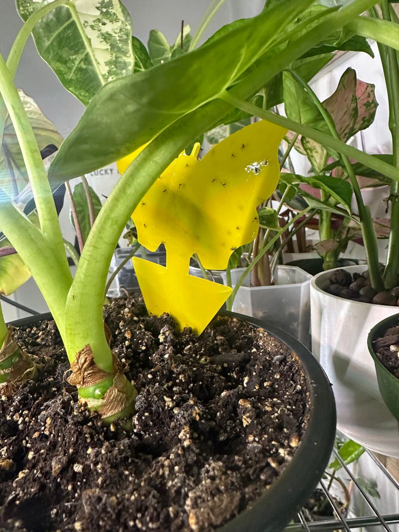 Disinfect Empty Pots That Held Diseased Plants