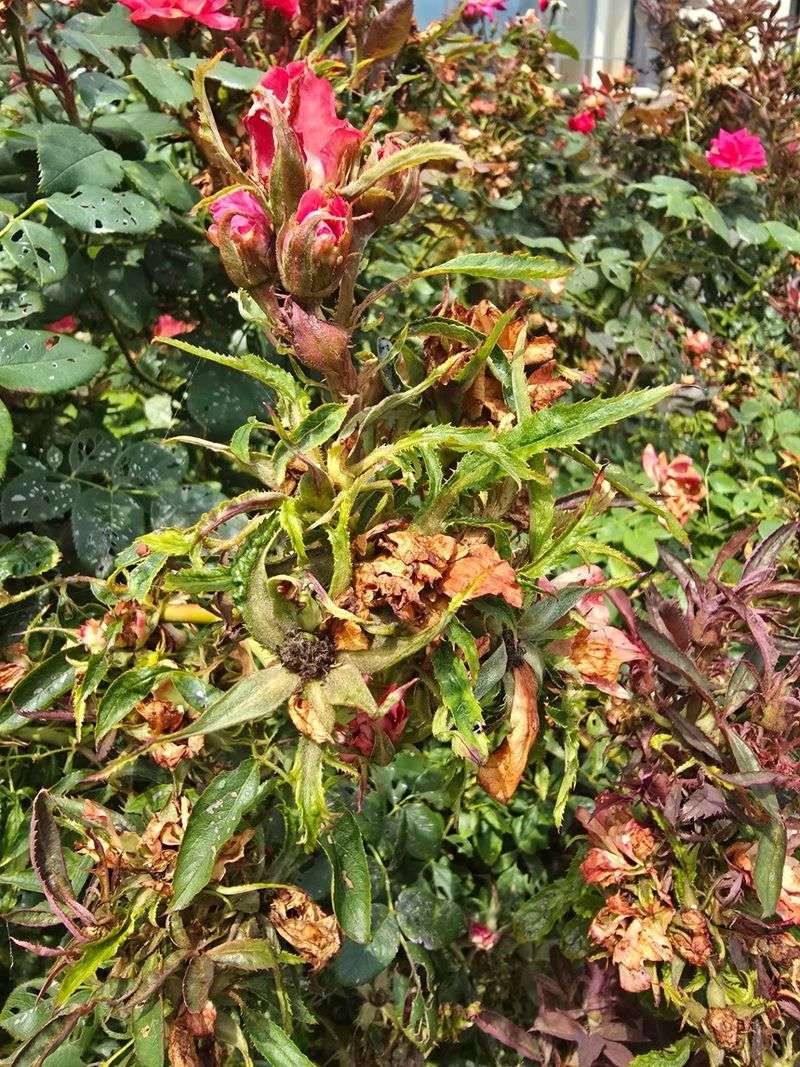 Dispose Of Infected Plants Carefully