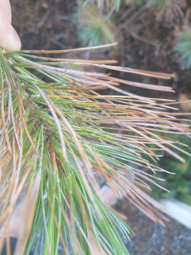Distinguish It From Other Pine Problems Distinguish It From Other Pine Problems