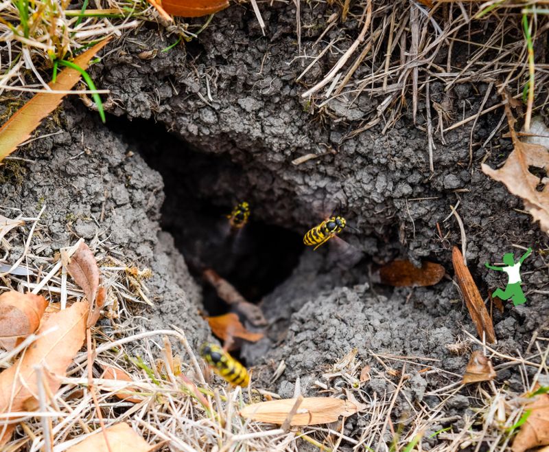 Disturbed Nests Can Trigger Defensive Swarming