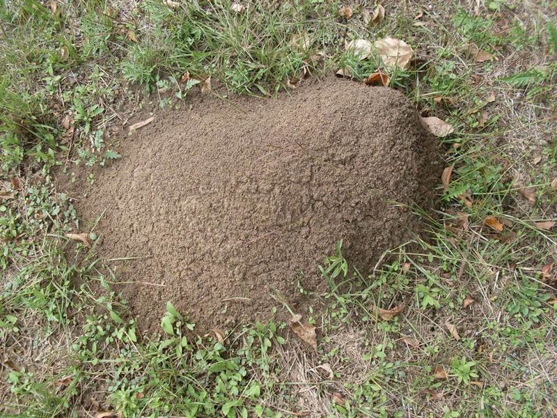 Disturbing A Mound Can Make Control More Difficult Disturbing A Mound Can Make Control More Difficult