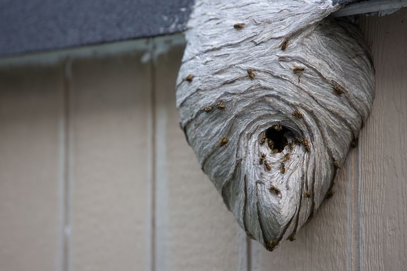 Disturbing Nests Triggers A Group Response Disturbing Nests Triggers A Group Response