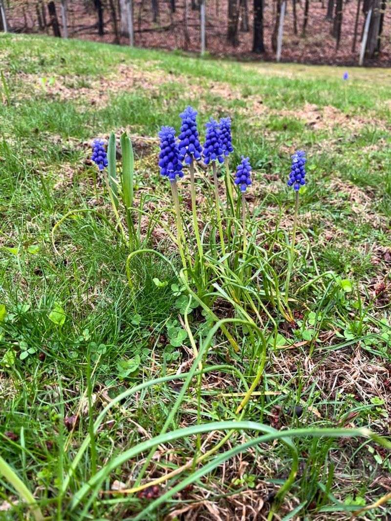 Ditch Grape Hyacinth Before It Spreads Beyond Gardens