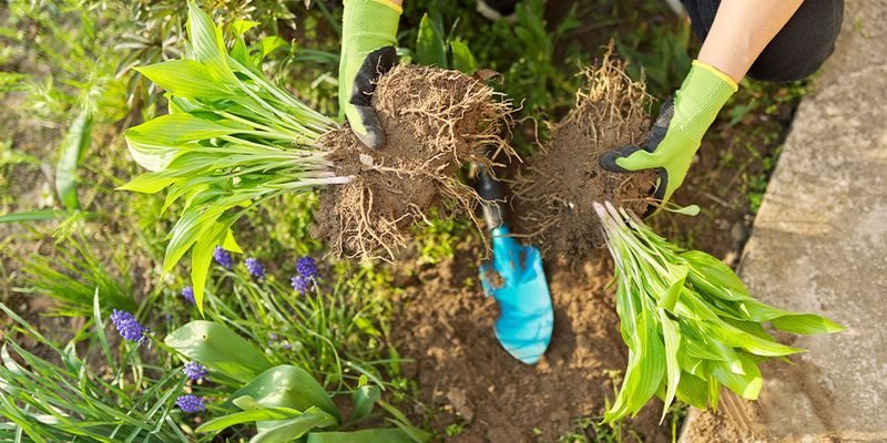 Divide And Transplant Crowded Perennials