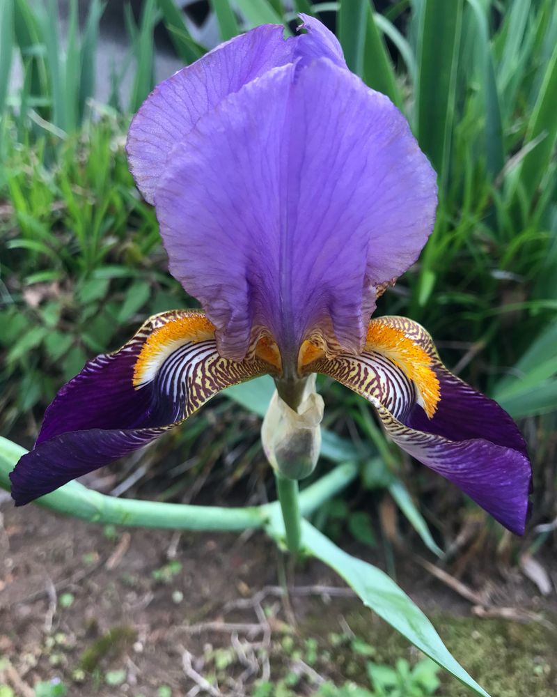 Divide Bearded Irises Before The Soil Freezes Divide Bearded Irises Before The Soil Freezes
