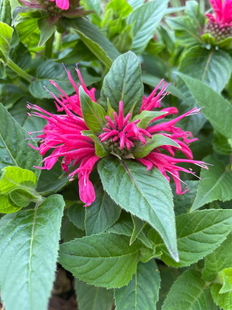 Divide Bee Balm Before Winter Arrives
