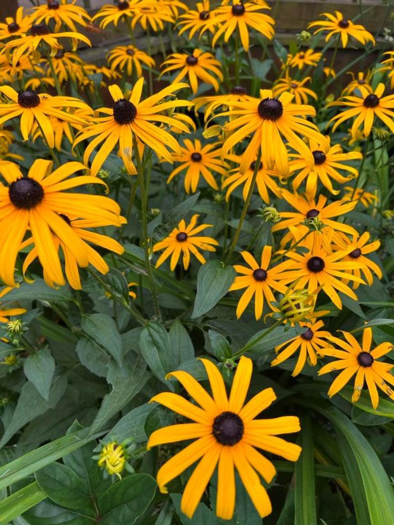 Divide Black Eyed Susans Before The Ground Hardens Divide Black Eyed Susans Before The Ground Hardens