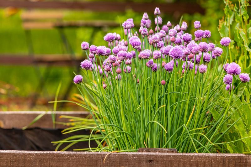 Divide Chives When The Clump Gets Crowded