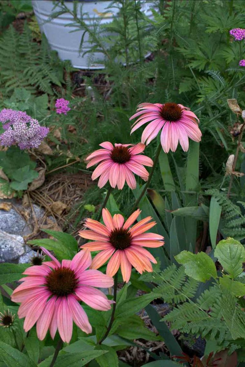 Divide Crowded Arizona Coneflower Clumps