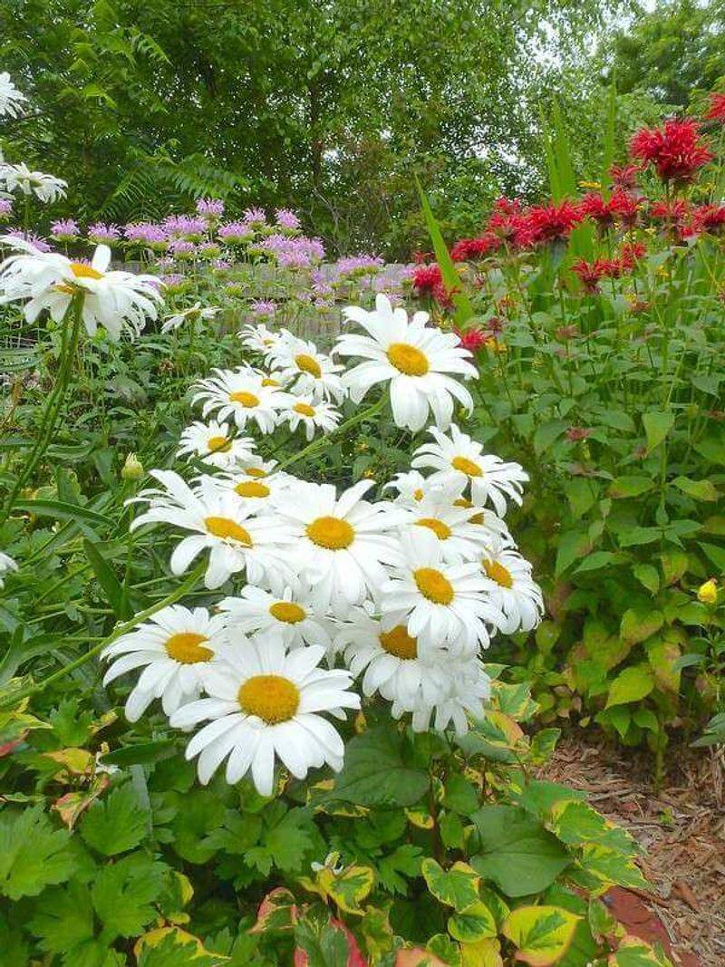 Divide Crowded Clumps For More Flowers Divide Crowded Clumps For More Flowers