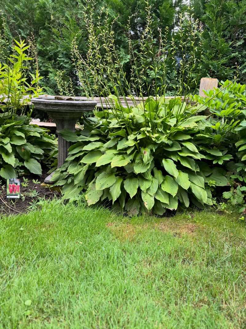Divide Crowded Clumps In Early Fall